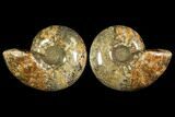 Honey-Orange Ammonite (Argonauticeras) - Befandriana, Madagascar #113740-1